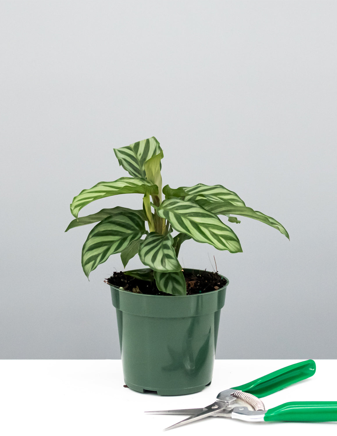 Calathea Freddie | Calathea Concinna