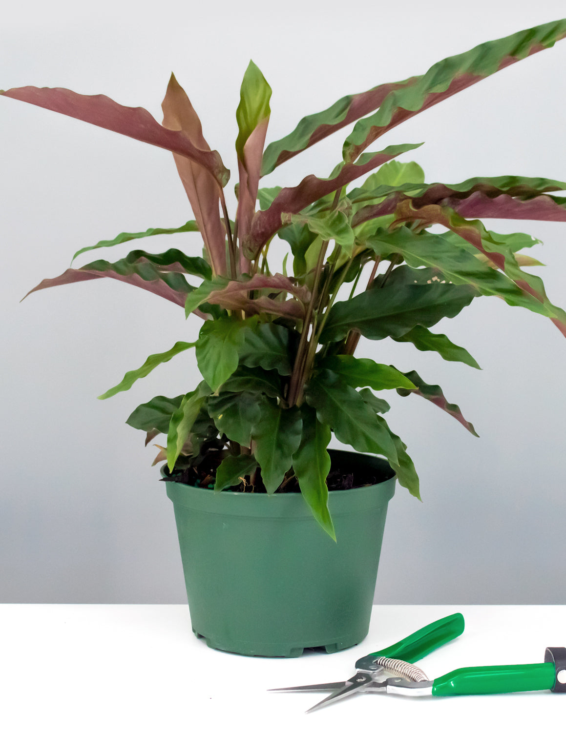 Calathea Rufibarba | Fuzzy Feathers