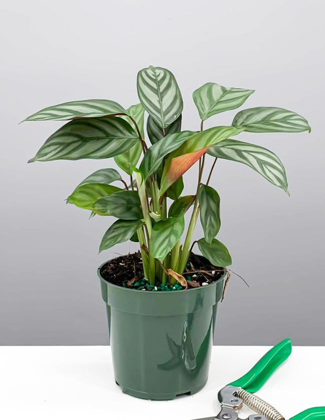 4" Calathea Exotica - Prayer Plant - Plant Proper