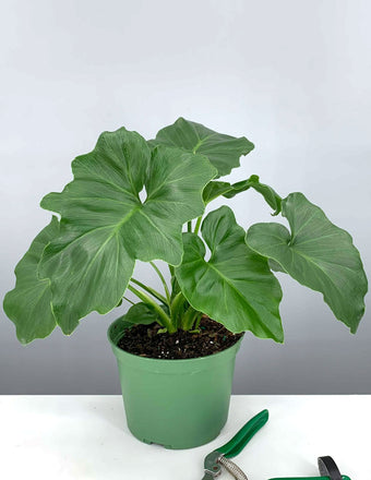 6" Philodendron Hope - Philodendron Selloum - Plant Proper