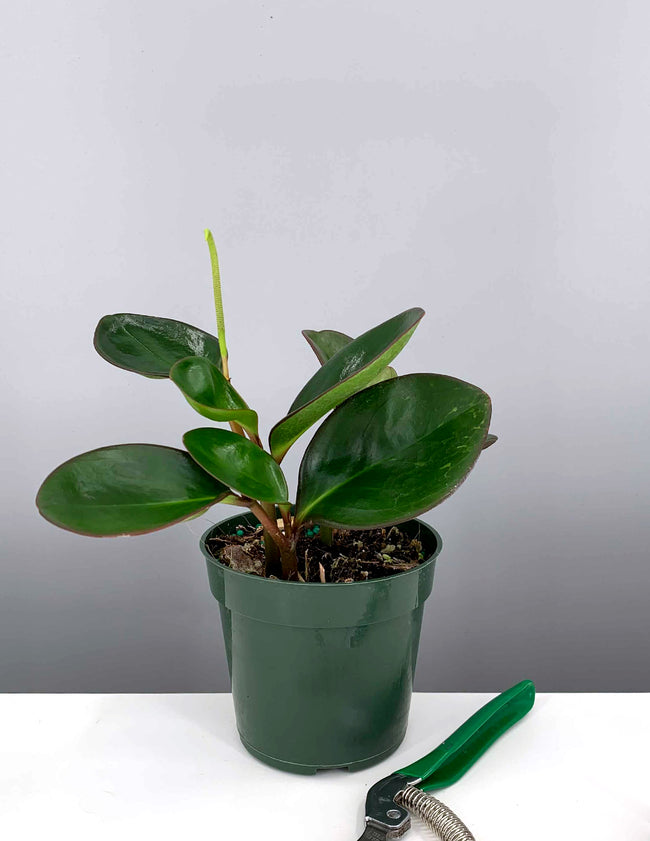 Red Edge Peperomia - Plant Proper - 4" Pot - House Plant