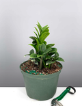 6" ZZ Zenzi - Dwarf ZZ Plant - Plant Proper