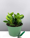 Peperomia Lemon Lime - Plant Proper
