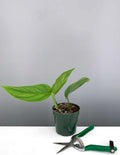 Monstera Lechleriana - House Plant - Plant Proper - 4" Pot