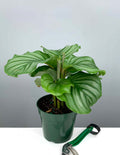 Calathea Orbifolia - Plant Proper - 4"