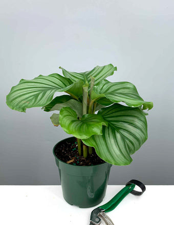 Calathea Orbifolia - Plant Proper - 4"