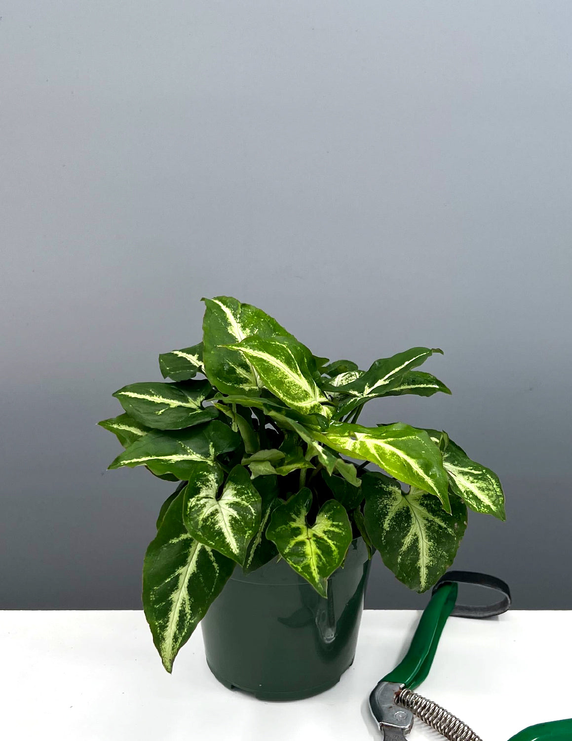 Syngonium Green Robusta | Arrowhead Plant