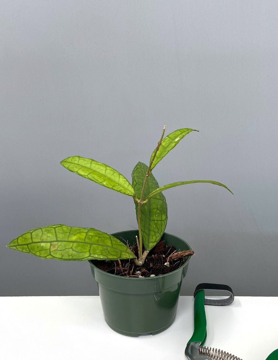 Hoya Finlaysonii around leaf in 4”pot - rare hoya-wax plant-veined attractive foliage-beautiful scented flowers-houseplant - flashy cheapest leaves