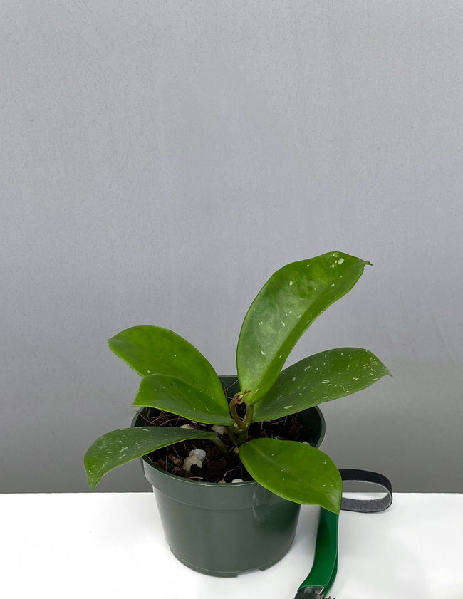 Hoya Joel - Plant Proper - 4" Pot