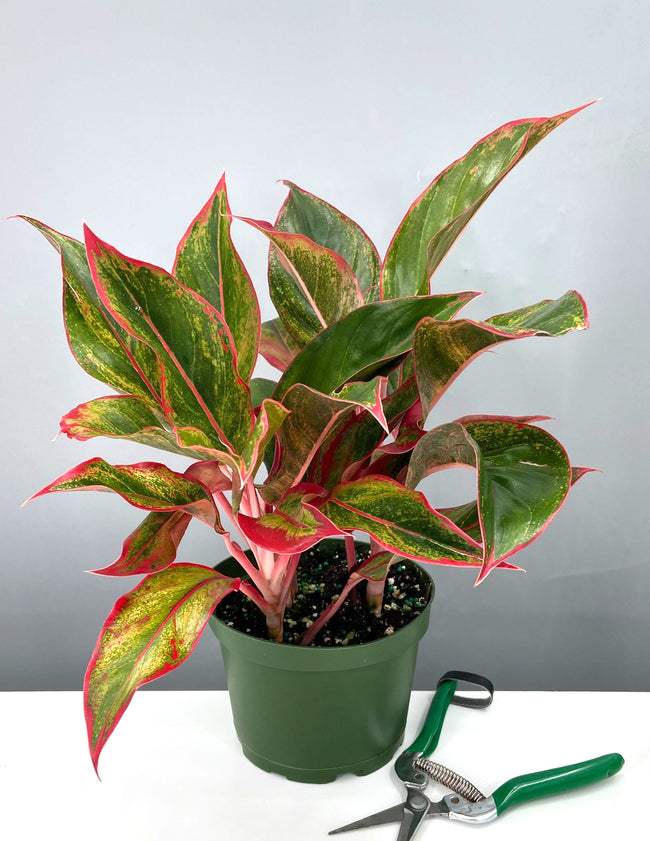 Aglaonema Creta - House Plant - Plant Proper - 6" Pot