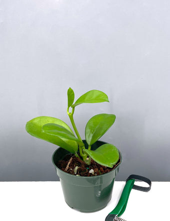 Hoya AH-014 - House Plant -  Plant Proper - 4" Pot