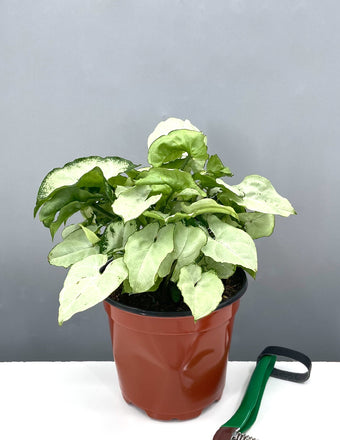 Syngonium Silver Pearl - Plant Proper - 4" Pot