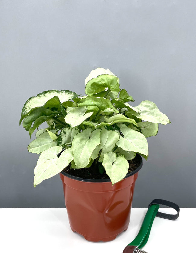 Syngonium Silver Pearl - Plant Proper - 4" Pot