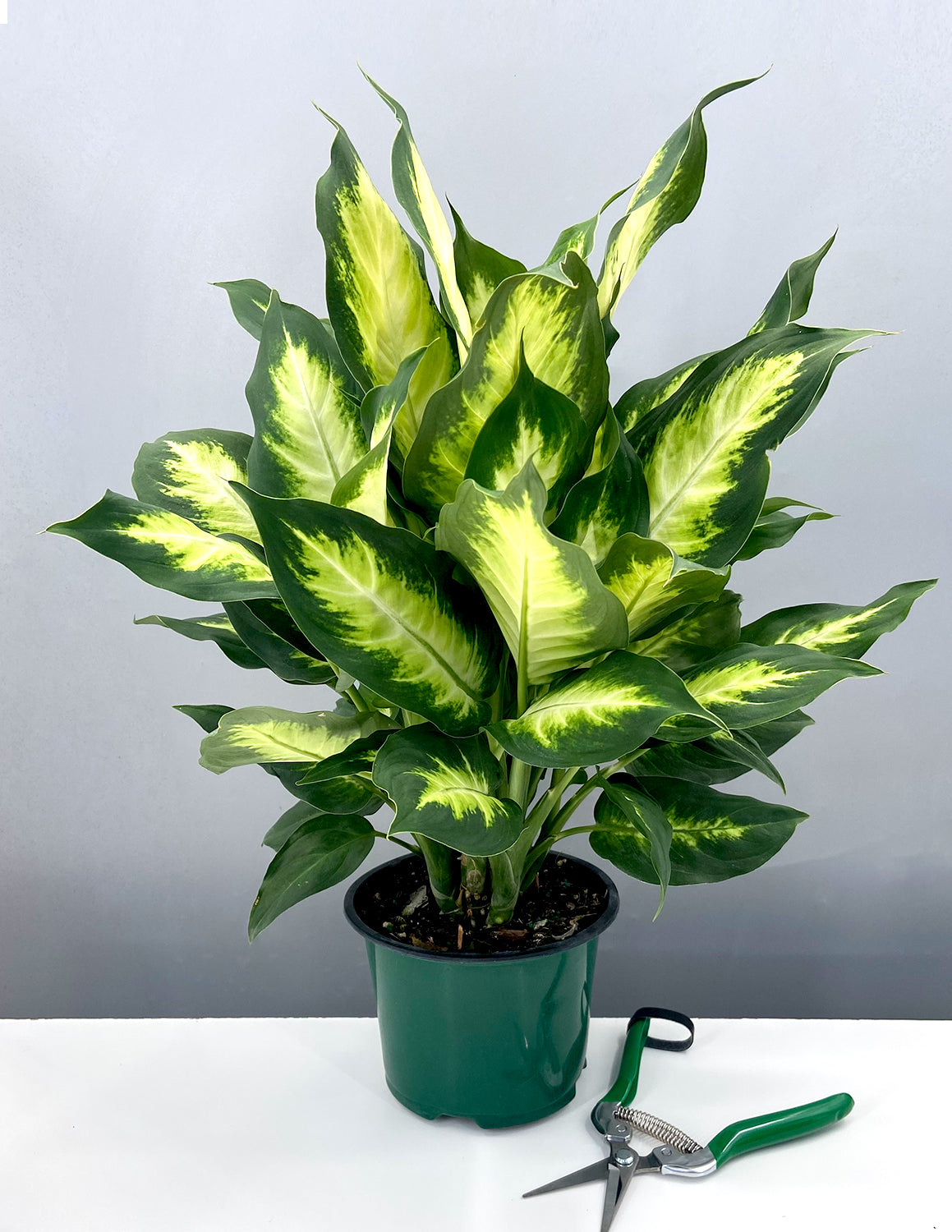 Dieffenbachia Camille | Houseplant