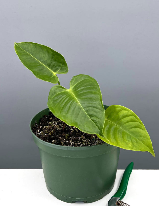 Anthurium Veitchii - King Anthurium - Plant Proper - 6" Pot