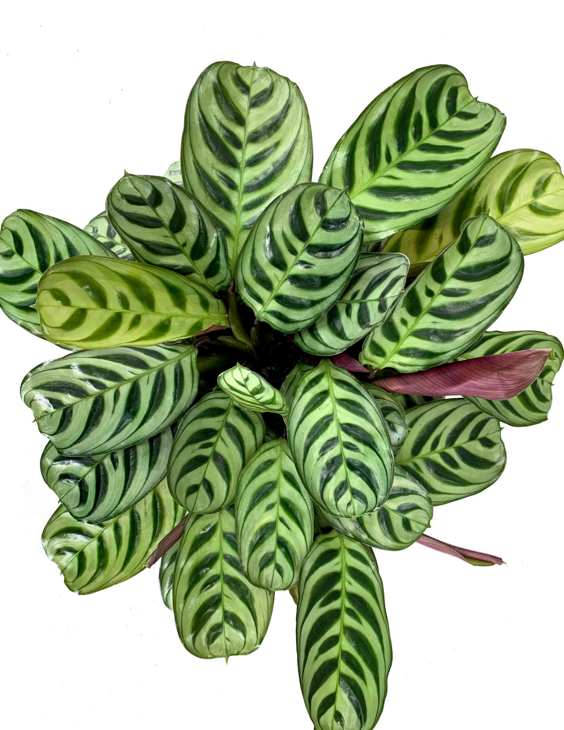 Calathea Burle Marx | Houseplant | Always Affordable at Plant Proper
