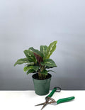 4" Calathea Maui Queen - Prayer Plant - Plant Proper
