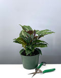 6" Calathea Maui Queen - Prayer Plant - Plant Proper