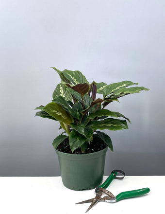 6" Calathea Maui Queen - Prayer Plant - Plant Proper