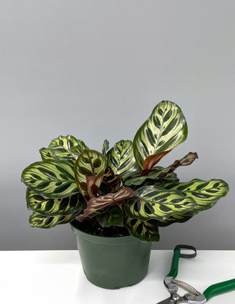 6" Calathea Peacock - Calathea Makoyana - Plant Proper