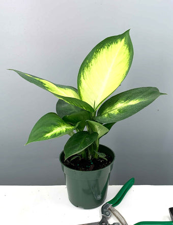 Dieffenbachia Marianne - House Plant - Plant Proper - 4"