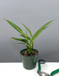 Epipremnum Amplissimum - House Plant - Plant Proper - 4" Pot