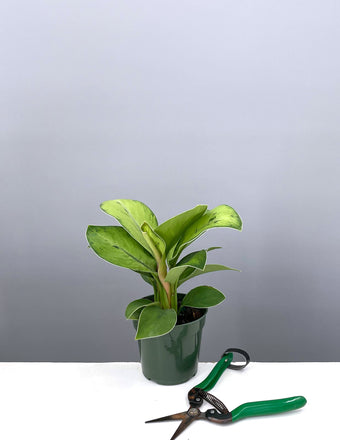 4" Homalomena Selby - Plant Proper