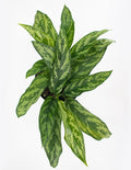 Aglaonema Mary Ann Overview - House Plant - Plant Proper