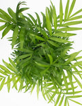 Parlor Palm - Indoor Plant - House Plant  Overview - Plant Proper