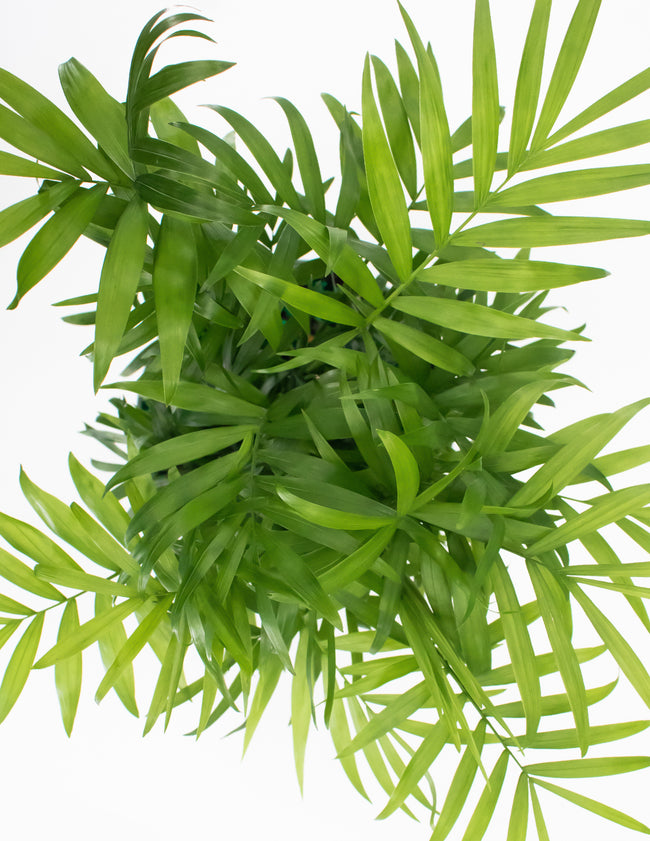Parlor Palm - Indoor Plant - House Plant  Overview - Plant Proper