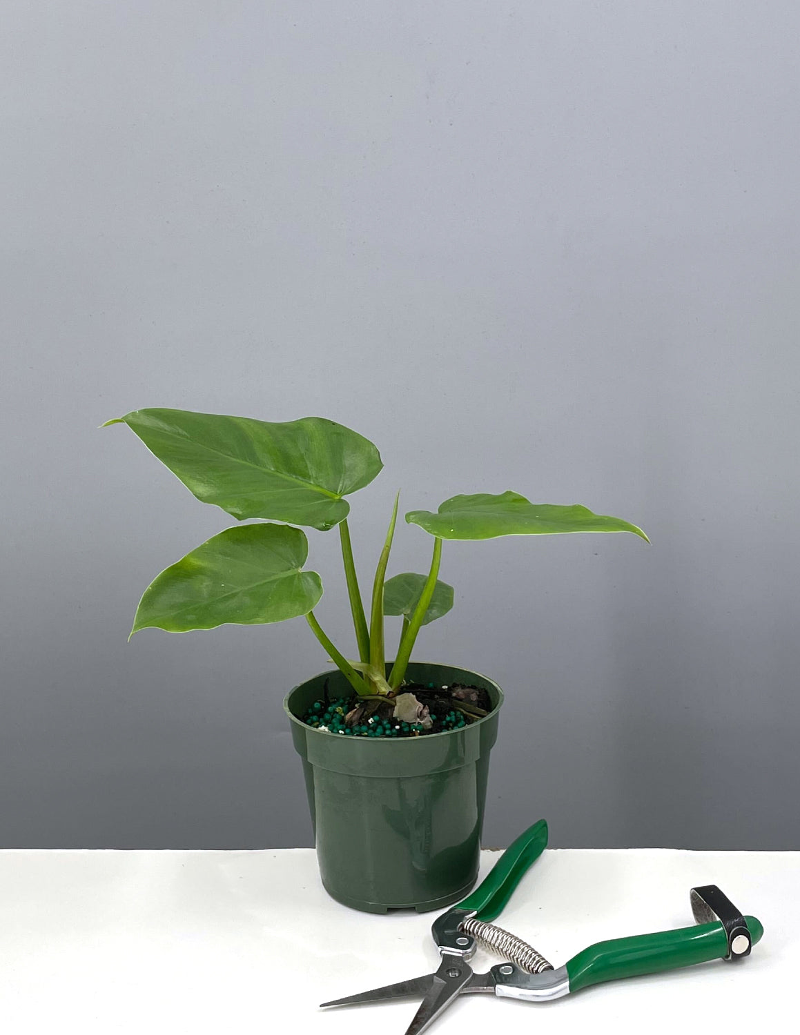 Philodendron Giganteum | Houseplant