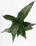 Plant Proper - House Plant - Overview Sansevieria Robusta