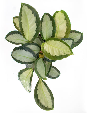 Calathea Royal Standard - Prayer Plant Overview - Plant Proper