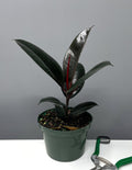 6" Rubber Tree - Ficus Elastica Burgundy - House Plant - Plant Proper