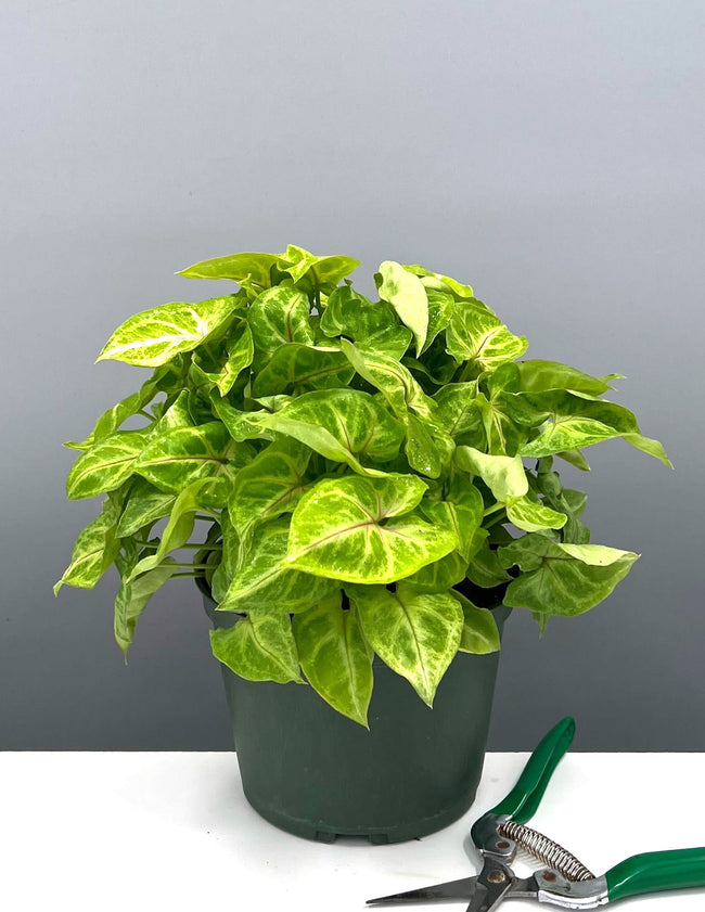 Syngonium Mango - Plant Proper - 6" Pot
