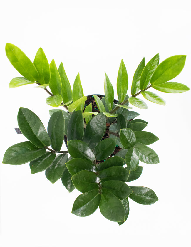 Plant Proper - House Plant - Overview Indoor Plant - ZZ Plant