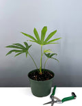6" - Anthurium Fingers - Pedatoradiatum - Plant Proper