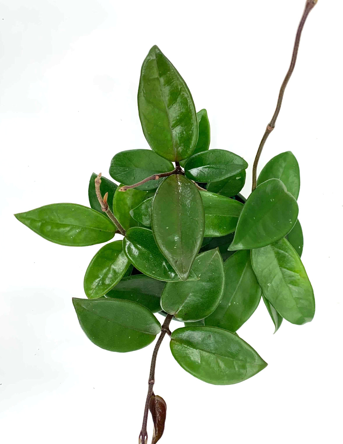 hoya jade plant Hoya Carnosa Green | Jade Wax Plant