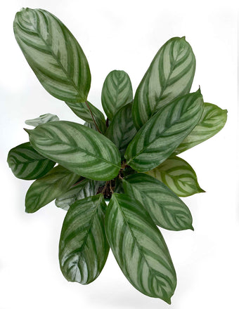 Calathea Exotica - Prayer Plant Overview - Plant Proper