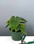 Philodendron Fuzzy Petiole - Plant Proper - 6" Pot