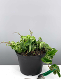 Hoya Compacta - Plant Proper - 6"
