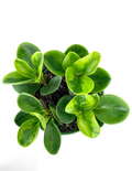 Peperomia Lemon Lime - Overview - Plant Proper