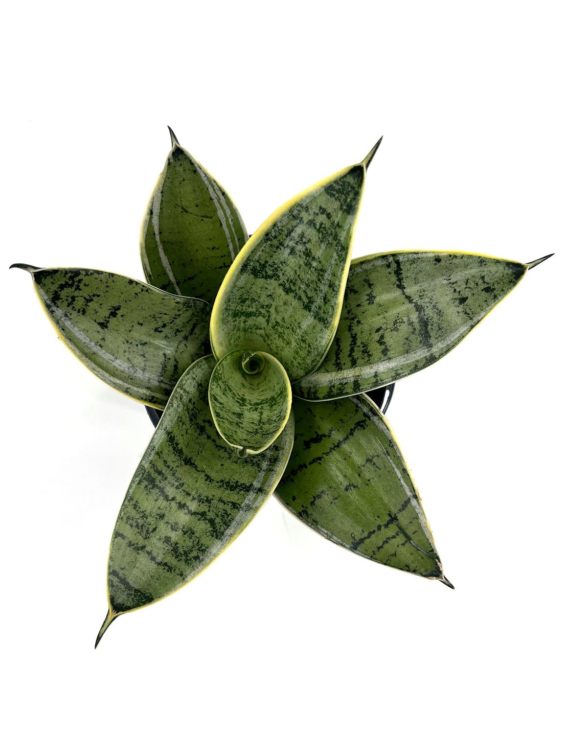 Sansevieria Hahnii Silver | Snake Plant