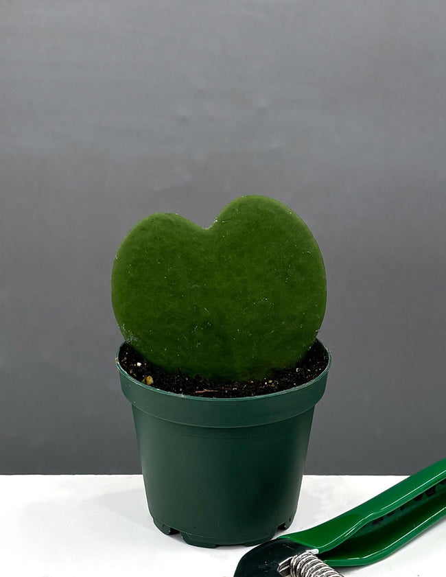 2" Hoya Kerrii Leaf - Houseplants - Plant Proper
