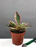 Peperomia Ginny - Houseplants - Plant Proper - 4" Pot
