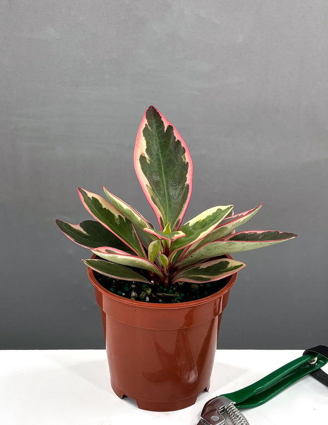 Peperomia Ginny - Houseplants - Plant Proper - 4" Pot