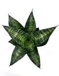 Sansevieria Hahnii Seibert Overview - Plant Proper - 4" Pot