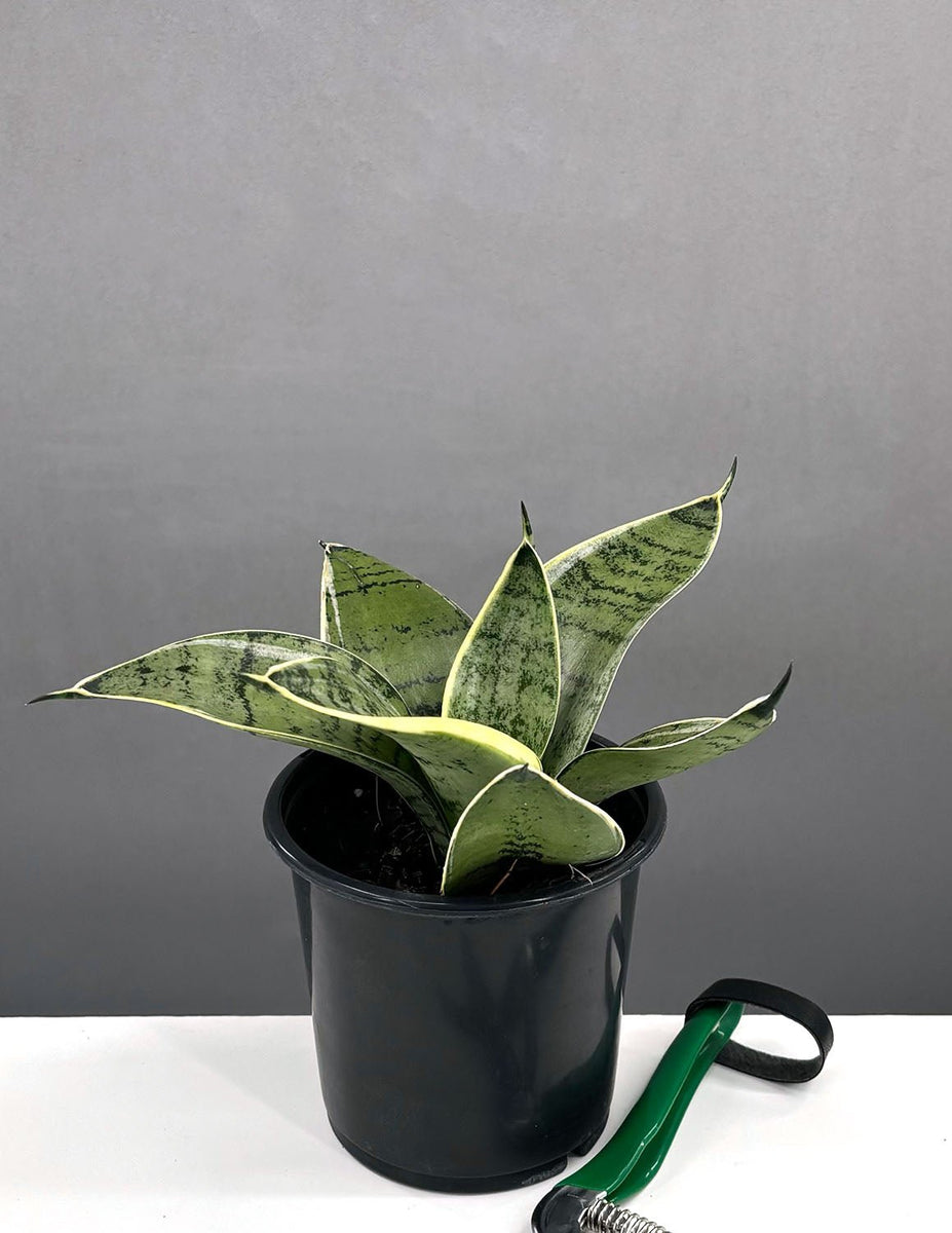 サンスベリア Sansevieria Hahnii Silver Zebra Sansevieria Hahnii Silver Zebra – Fermosa plants