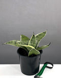 Sansevieria Silver Hahnii - Plant Proper - 4" Pot