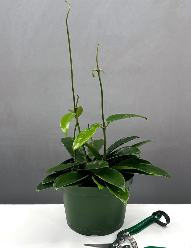 6" Hoya Meliflua - Houseplant - Plant Proper